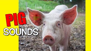 Pig Sound Effects [upl. by Ibmat]