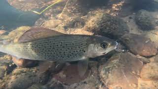 grayling n mushrooms [upl. by Lewin]