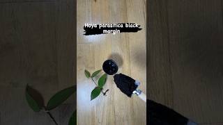 Potting up Hoya parasitica black margin hoyaplant plants indoorplants potting shorts short [upl. by Susejedairam]