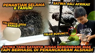 PENANTIAN 6 TAHUN  AKHIRNYA ALSHAD BERHASIL MENGEMBANG BIAKKAN DINOSAURUS MODERN [upl. by Hardden289]