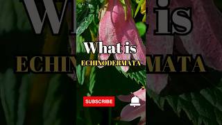 What is Echinodermata shorts facts biology [upl. by Aserehs]