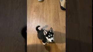 Husky puppy talking back [upl. by Sirac846]