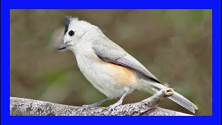 Blackcrested Titmouse Singing Call Sound Carbonero crestinegro Canto  Baeolophus Atricristatus [upl. by Gylys]