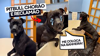 WILL CHORANDO PARA NADAR DENTRO DA BANHEIRA ðŸ› CocoricÃ³ tentando pegar ele no colo ðŸ¥´ [upl. by Buckden477]