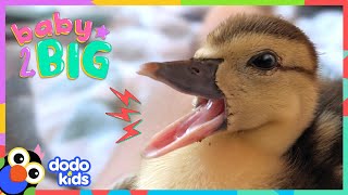 Watch This Duck Hatch From Her Egg And Grow SO BIG  Dodo Kids  Baby 2 Big [upl. by Jonis]