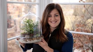 Putting Together a Terrarium with Ferns 🌿💚 Garden Answer [upl. by Glenine992]