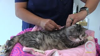 How to Administer Insulin to Your Cat at Home [upl. by Nudnarb]