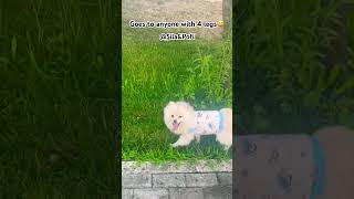 Goes to anyone with 4 legs 😅dog doglover cute funny pomeranian maltipoo [upl. by Edlyn]