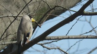 イカルJapanese grosbeakの鳴き声。February 282016 [upl. by Ardelia]