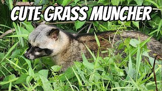 Cute Civet Cat Munching Grass [upl. by Iaj476]