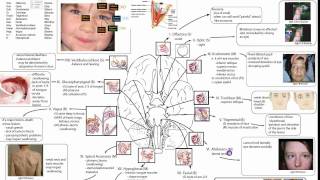 Cranial Nerves Part 1 [upl. by Anayad867]