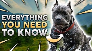 Cane Corso 101 Everything You Must Know About Owning a Cane Corso Puppy [upl. by Nitsruk]