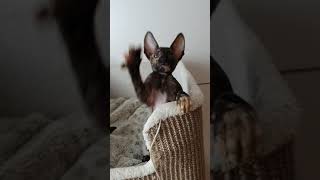 Good morning from Cornish Rex Kittens Crew [upl. by Iana]