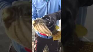 Puffer fishes suffering from thisfacts interstingfactsintelugu 🐟🦈 facts amazingfacts [upl. by Chapel957]