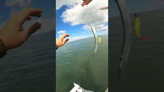 When Needlefish Attack fish fishing gulfcoast texas inshorefishing saltwaterfising [upl. by Mcmillan]