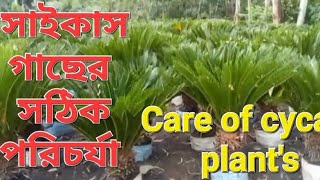 Winter care of Cycad Cycas plants Sokherbagania [upl. by Iaw]