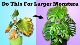 How to Set Your Monstera For Success  Monstera Deliciosa Plant Care [upl. by Scholz]