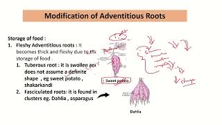 Adventitious roots modification [upl. by Boot]