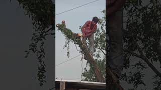 Cutting down a tree Mindanao Philippines 🇵🇭 [upl. by Kroo]