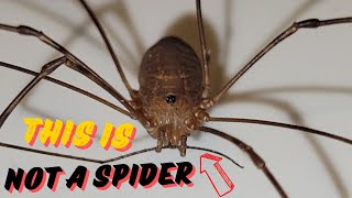 Are Daddy Long Legs Spiders [upl. by Inaffyt]