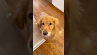 THIS is how I get my DOG’S immediate attention goldenretiever funny shorts [upl. by Choong]