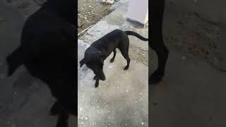 dog shyamji shyaam funny doglover diwalispecial dogs diwali animals [upl. by Towill]