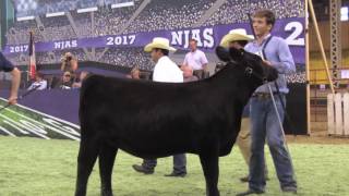 NJAS 2017 BredandOwned Angus Heifer Show [upl. by Ivel]