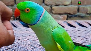 So Much Talkative Green Ringneck Talking Parrot [upl. by Aronoff810]