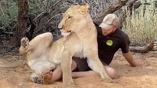 Guy Has Amazing Relationship With Lioness [upl. by Grayce]