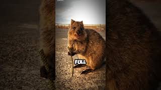 Quokka The Worlds Happiest Selfie Expert quokka happyanimals cutemarsupial [upl. by Danica]