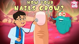 How Your Nails Grow  The Dr Binocs Show  Best Learning Videos For Kids  Peekaboo Kidz [upl. by Adlesirc]