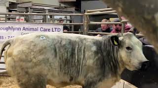 €5400 for incalf heifer  Victoria Farms [upl. by Naget]