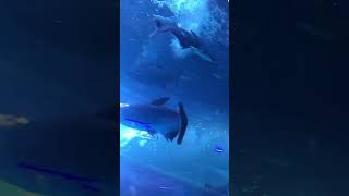 Finding dory Tamil Cartoon dialogue [upl. by Karlens]