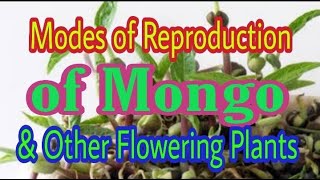 Modes of Reproduction of Mongo and Other Flowering Plants [upl. by Julis]