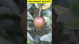 Anarkkali Fruit  Pomegranate  Fruits Interesting Facts Malayalam  facts shorts malayalam info [upl. by Harewood]