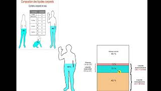 Physiologie du système urinaire [upl. by Samtsirhc]