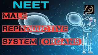 Male reproductive system Organs of male reproduction NEET Biology [upl. by Lrig]