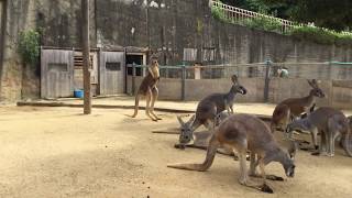 朝の雌アカカンガルー みさき公園 2017年8月26日 [upl. by Ranger]