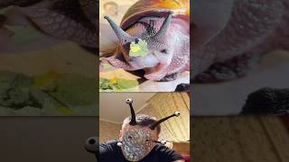 What is the Hungriest Snail in the World Eating [upl. by Amabelle]