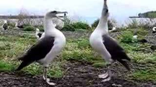 Laysan Albatross Dance [upl. by Nalehp15]