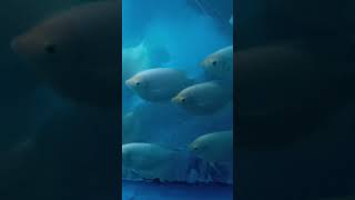 He is big fish tank fish ytviral ytshorts freefire youtubeshorts [upl. by Cheyne]