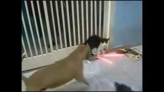 Dog vs Lightsaber Sith Cat Fight [upl. by Cart107]