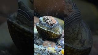 Caracol Neritina ¿En Problemas 🐚😮 pezbetta fishtank fishaquarium pez guppyaquarium aquarium [upl. by Hannazus]