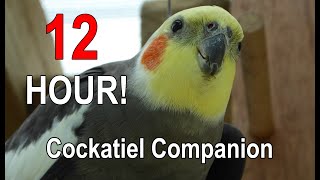 Cockatiel Companion 12 HOURS of BIRD NOISE Play this to your Cockatiel [upl. by Olen]