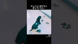 動物専門学校の日常🐾 北海道エコ動物自然専門学校 dog 動物 犬のいる暮らし [upl. by Allicirp786]