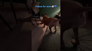 French bulldog puppy challenges boxer dog🤣🐶💙funny puppy frenchbulldog [upl. by Htiduj]