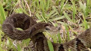 Serpente Bothrops jararaca video II [upl. by Ztnahc982]