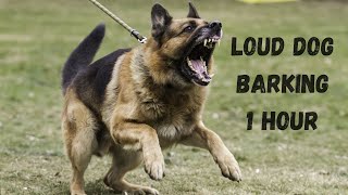 Aggressive dog barking  Angry loud dog barking 1 hour [upl. by Loughlin]