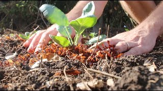 Using Seaweed To Fertilize the Garden the EASY way [upl. by Celesta]