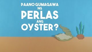 Paano Gumagawa ng Perlas ang Oyster  Aghamazing [upl. by Aeriel]